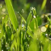 Close up picture of healthy green grass